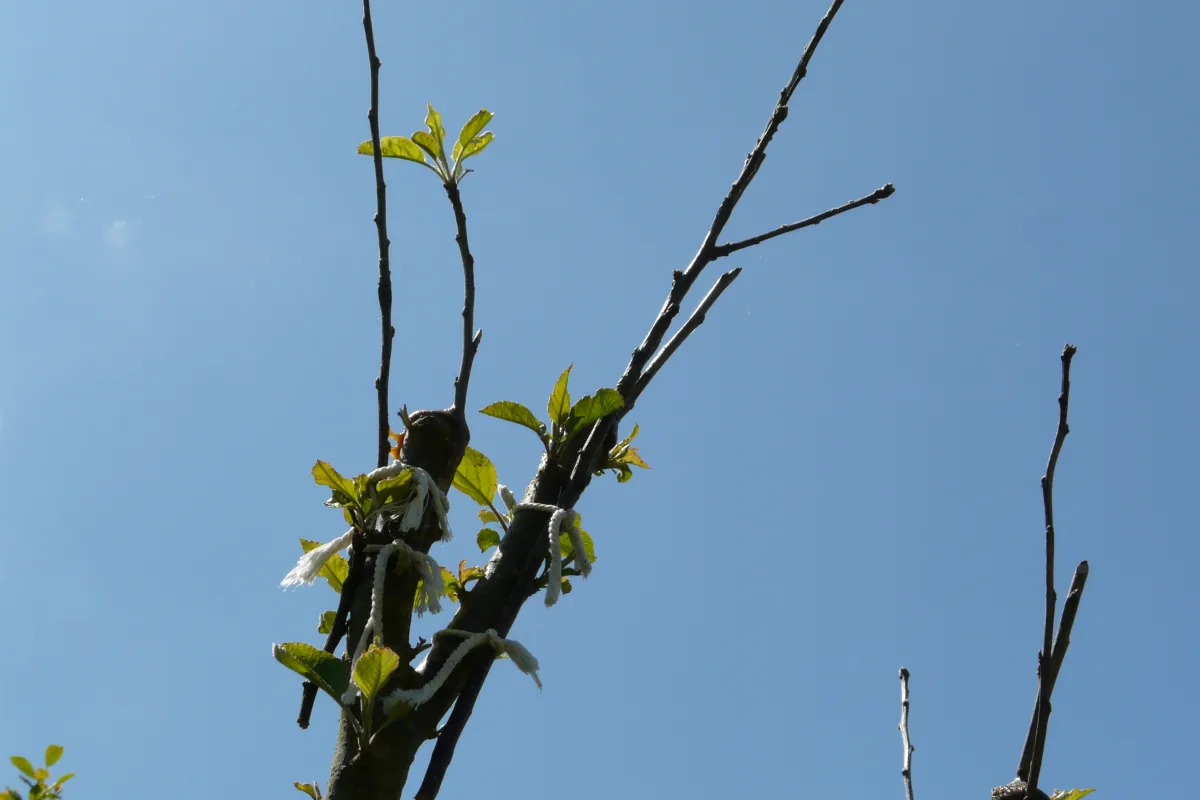 Apple-tree graft with new leaves, white cord bindings and supporting sticks against a blue sky.