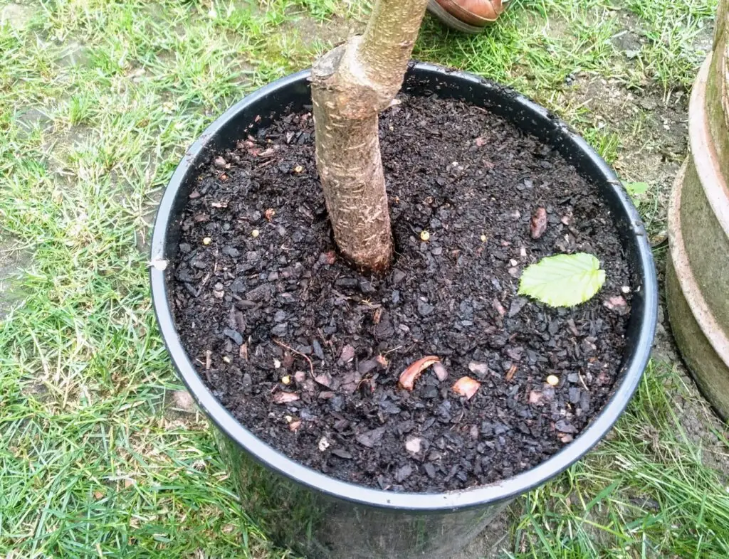 Base of a grafted tree growing in a black nursery pot, with a change in trunk profile above the compost.
