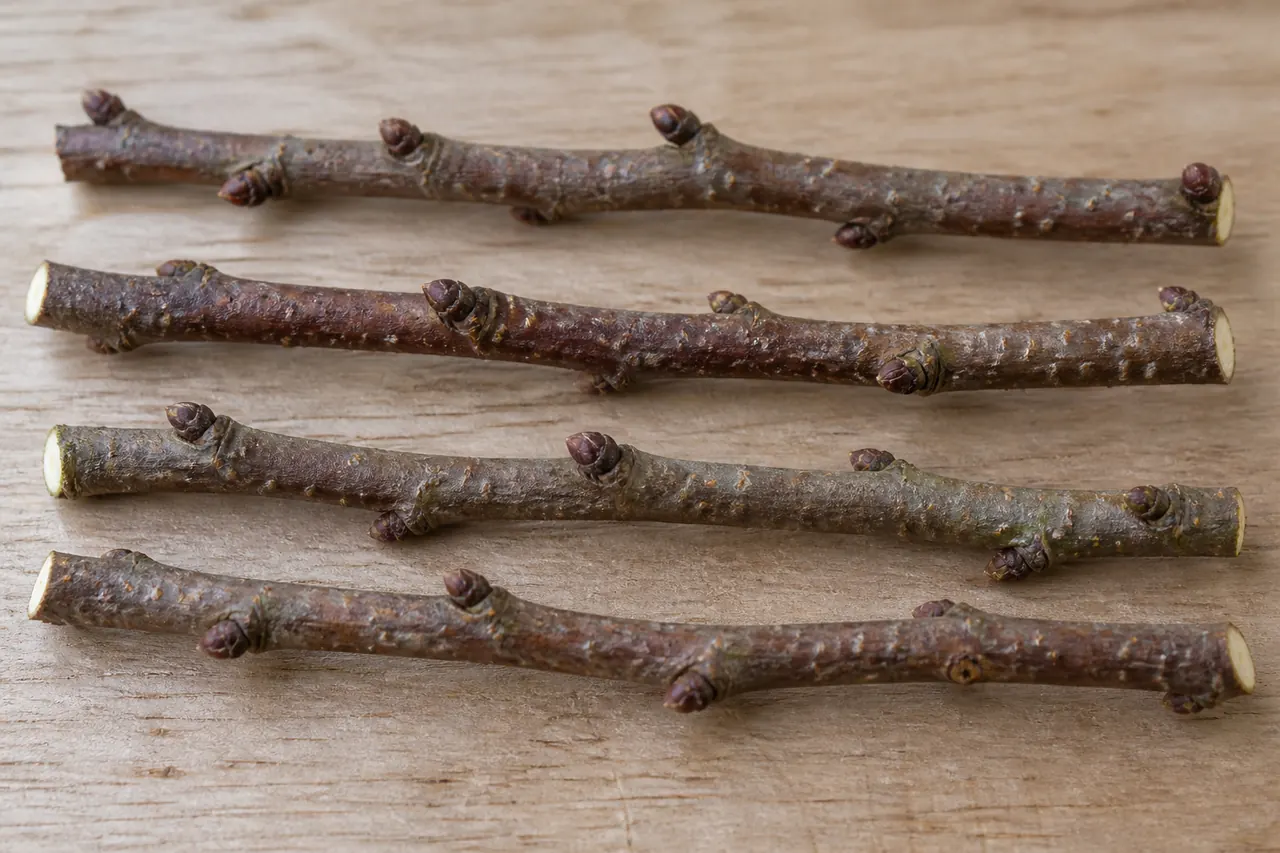 Brown leafless twigs with closed buds on a pale wooden surface.